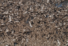 David Plant Photography - Wildlife Photography - Knot - P